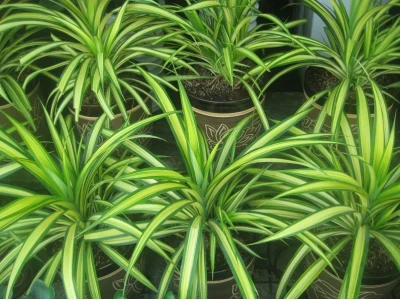 Trồng cây phát tài trước nhà có tốt không? Ý nghĩa phong thủy và cách bố trí
