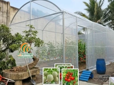 Trồng cây trong nhà kính: Bí quyết tối ưu năng suất và chất lượng