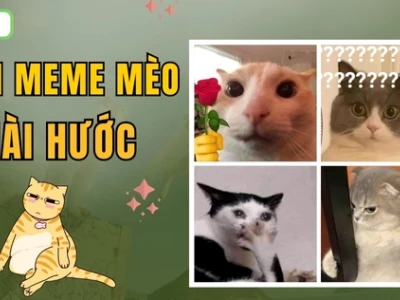 Tuyển chọn hình nền meme mèo hài hước và bựa nhất 2026