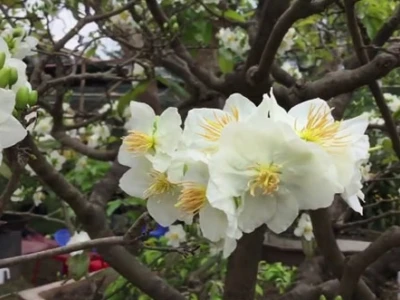 Ý nghĩa của hoa mai và những điều thú vị bạn chưa biết