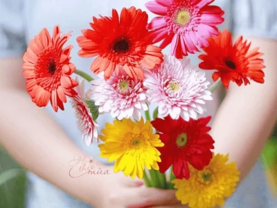 Ý nghĩa hoa đồng tiền và những điều thú vị về loài hoa Tết