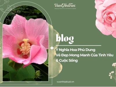 Ý nghĩa hoa phù dung: Vẻ đẹp sớm nở tối tàn và triết lý sâu sắc